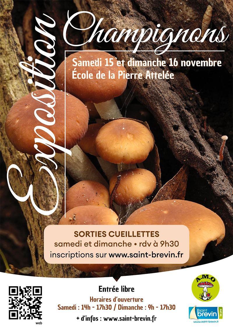 Exposition de champignons