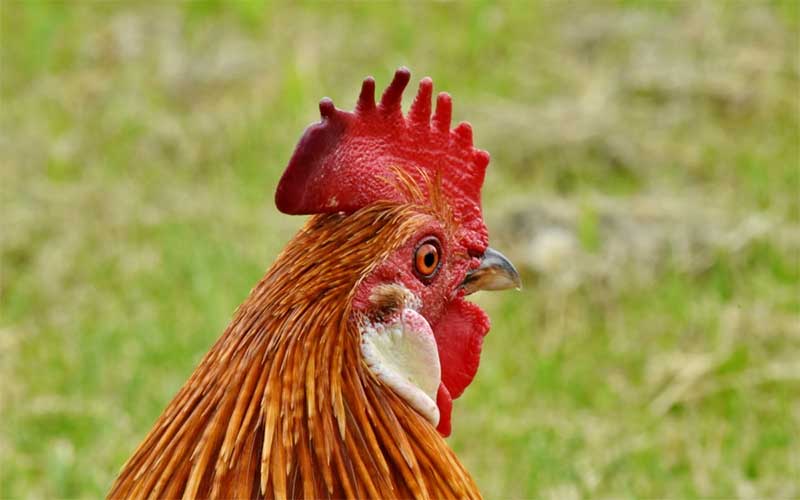 Grippe aviaire : Saint-Nazaire placée sous contrôle temporaire par la Préfecture