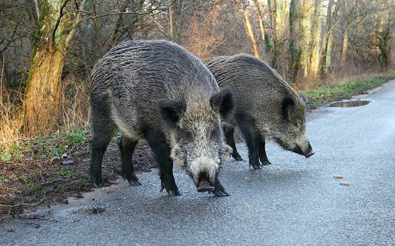 Saint-Nazaire : une battue aux sangliers aux portes de la ville
