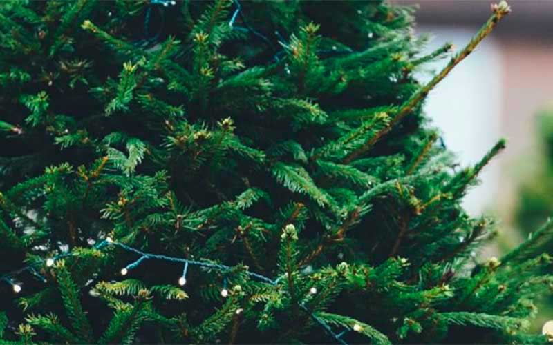 Agglomération de Saint-Nazaire : opérations de collecte de sapins de Noël