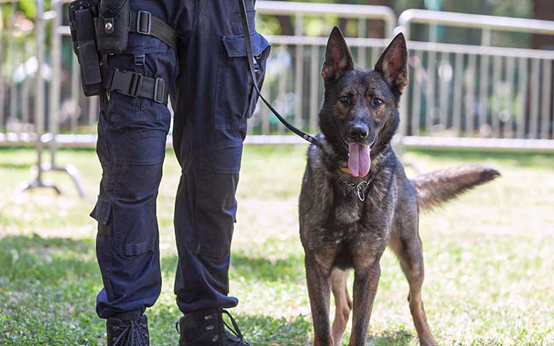 Trafic de drogue : l’unité canine de La Baule va être transférée à Saint-Nazaire