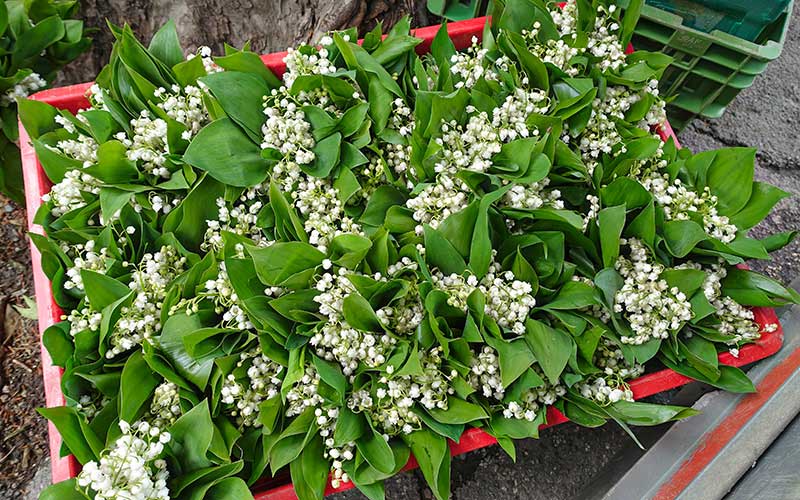 Saint-Nazaire : comment obtenir une autorisation pour vendre du muguet le 1er mai