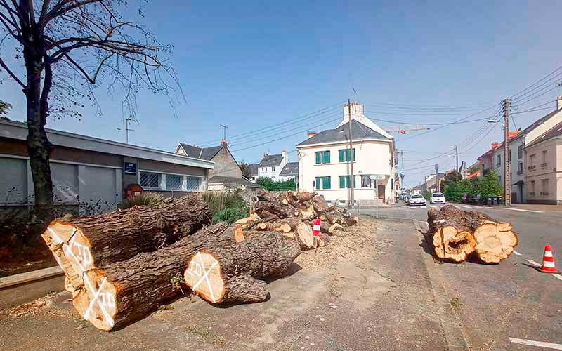 Saint-Nazaire : le marronnier centenaire de la rue de Pornichet n’a pas survécu à l’été