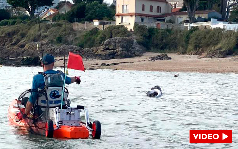 Saint-Nazaire : un phoque aperçu à la base nautique de Villès-Martin
