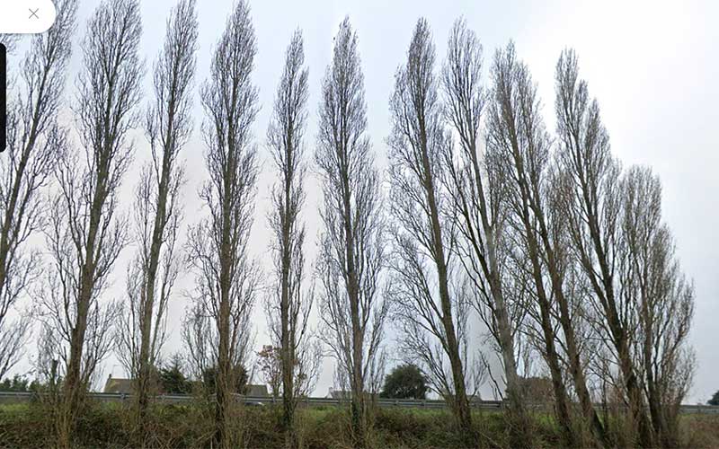 Trignac : abattage programmé de 18 arbres sur la commune