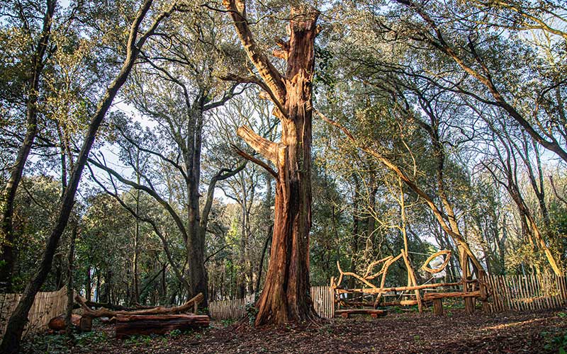 Pornichet : le Bois des Evens sort de son sommeil et s’ouvre au public