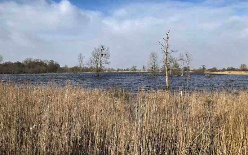 Région de Saint-Nazaire : un avenir prometteur pour le roseau de Brière