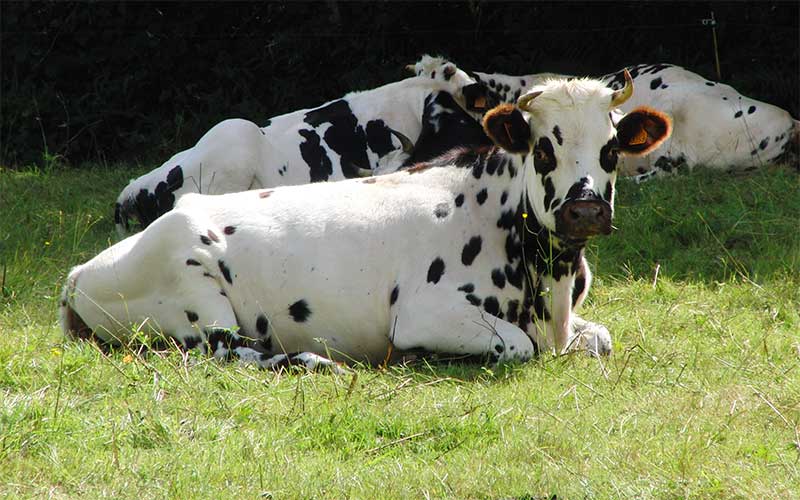 Saint-Nazaire : la Fête du Lait Bio revient à la ferme des Pouls Hauts