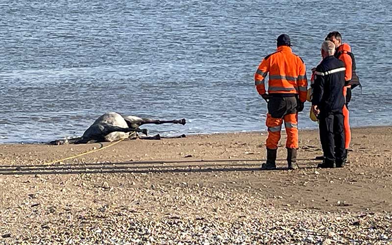 Saint-Nazaire : un cheval mort retrouvé échoué sur la Grande Plage