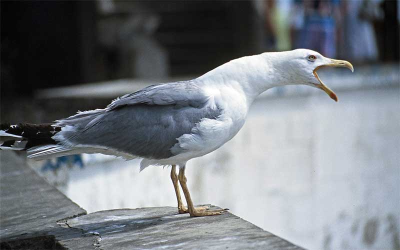 Pornichet : le premier concours du cri de la mouette Pornichétine organisé à la Fête du Port