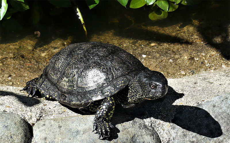 Loire-Atlantique : des chasseurs et un maire sauvent une tortue menacée de disparition