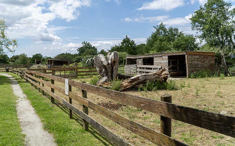 Donges : il était une fois un refuge extraordinaire pour les animaux de ferme abandonnés