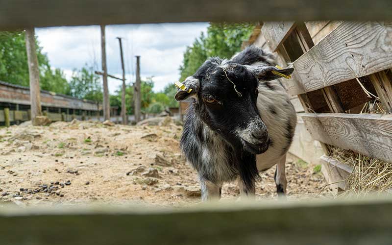 Donges : il était une fois un refuge extraordinaire pour les animaux de ferme abandonnés