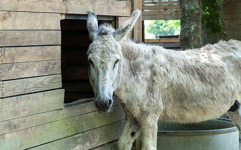 Donges : il était une fois un refuge extraordinaire pour les animaux de ferme abandonnés