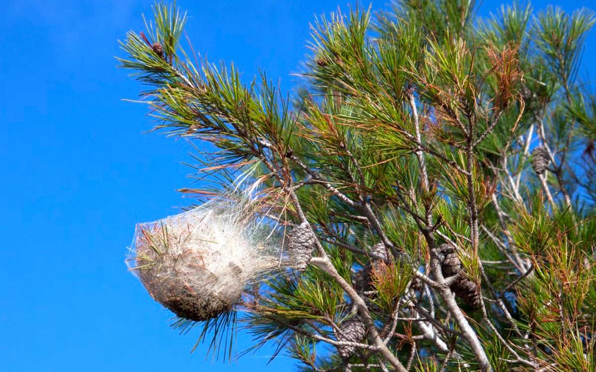 Pornichet : des aides de la Ville pour lutter contre les chenilles processionnaires
