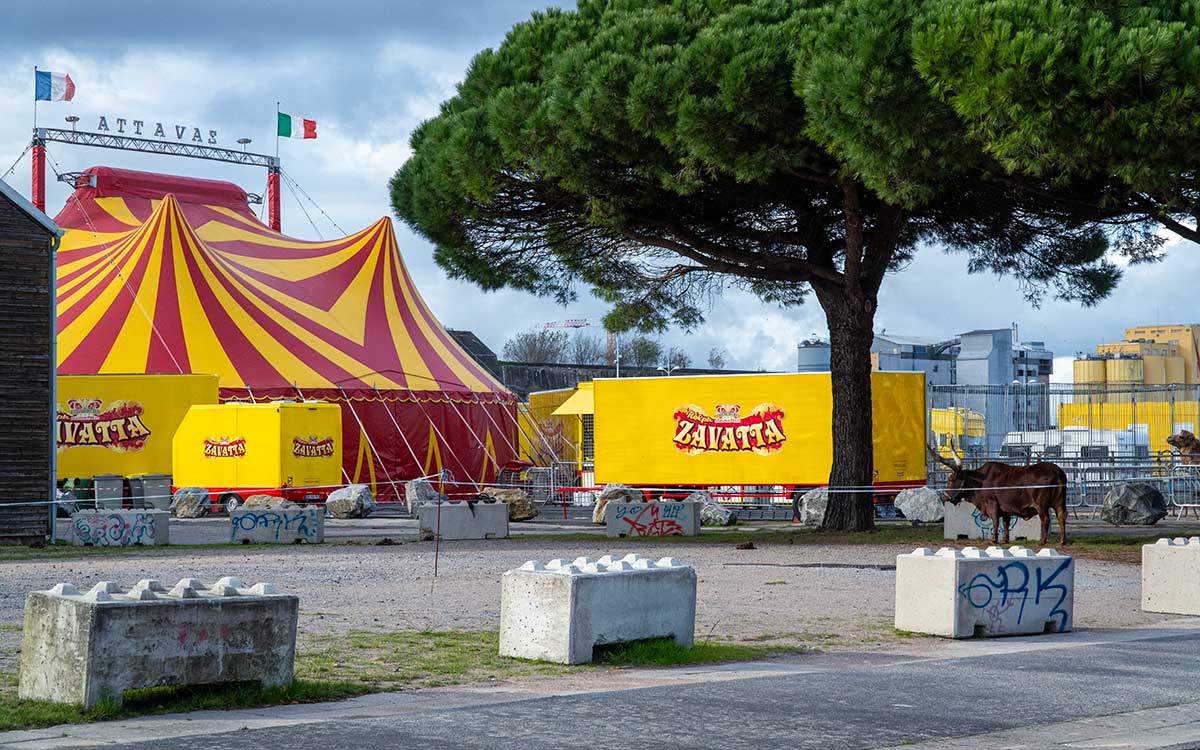 Après Saint-Nazaire, le cirque Zavatta plantera son chapiteau à La Baule