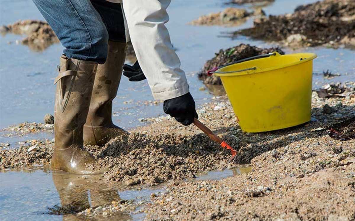 Estuaire de la Loire : la pêche aux coquillages interdite à Saint-Nazaire et Saint-Brévin