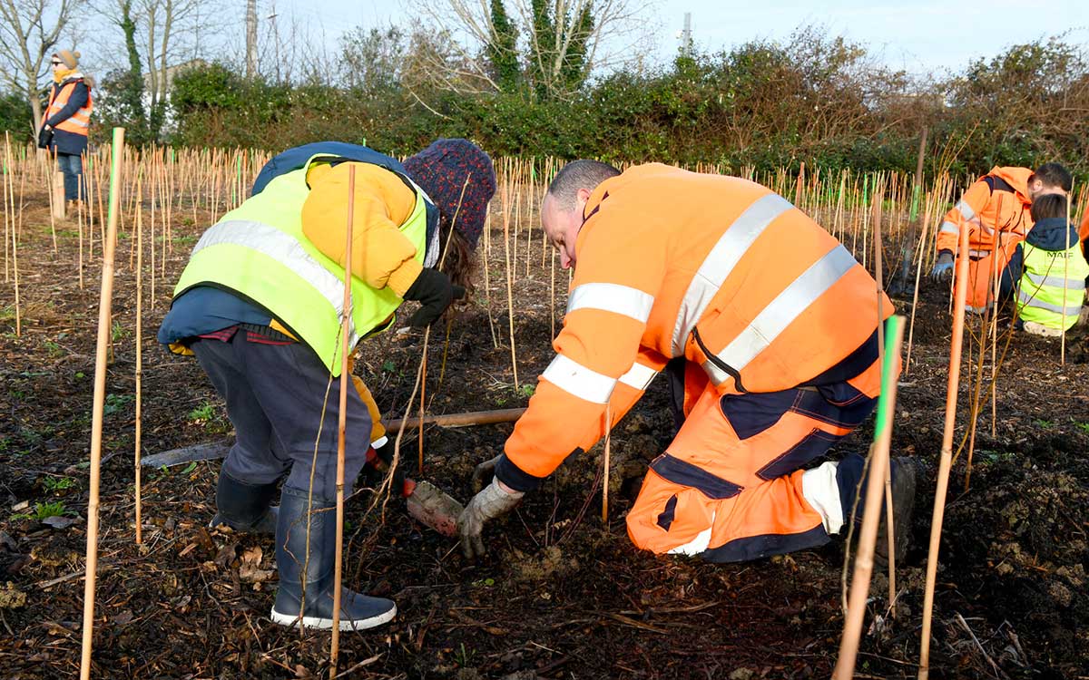 Saint-Nazaire : une micro-forêt plantée à l’entrée de la ville