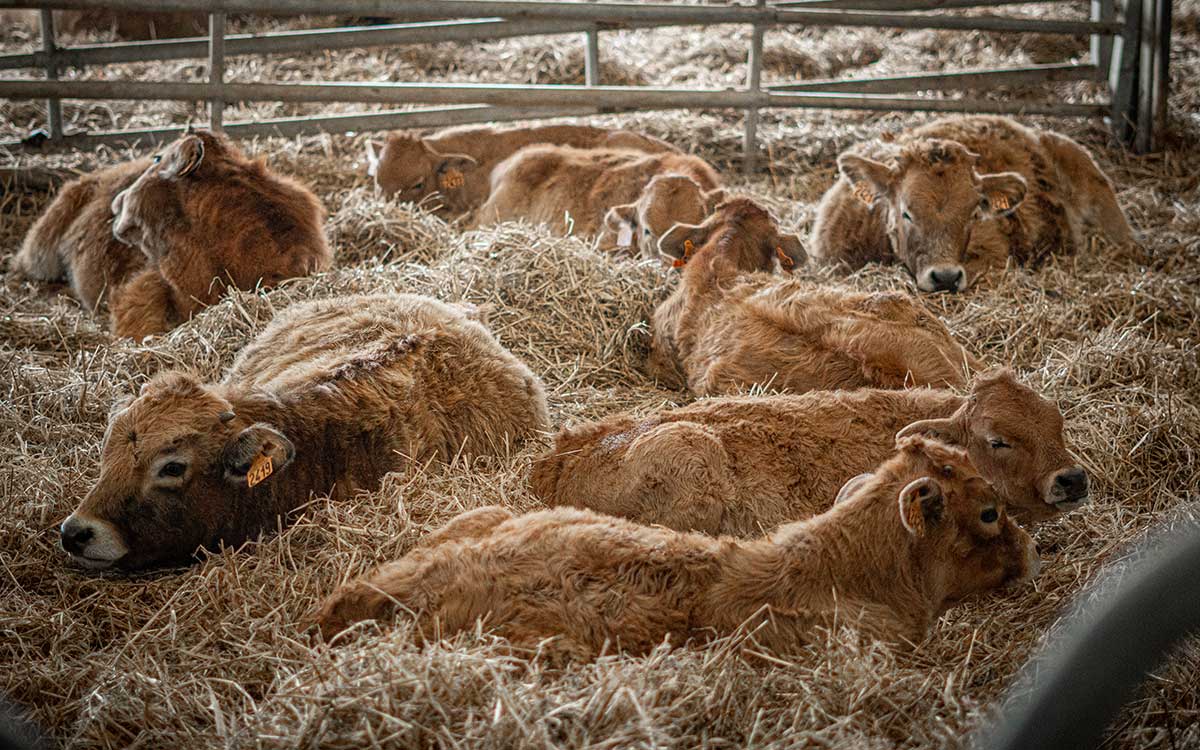 Saint-Nazaire : à 34 ans, Thomas Debray reprend le flambeau de la ferme bio du Pré des Champs