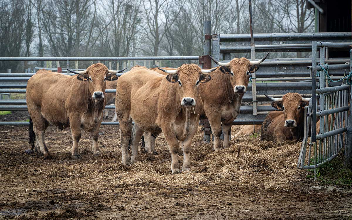 Saint-Nazaire : à 34 ans, Thomas Debray reprend le flambeau de la ferme bio du Pré des Champs