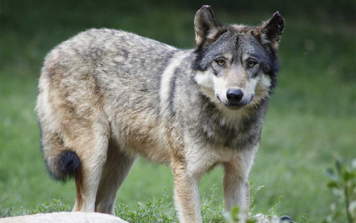 Pays de la Loire : la Préfecture du Maine-et-Loire confirme officiellement la présence du loup gris