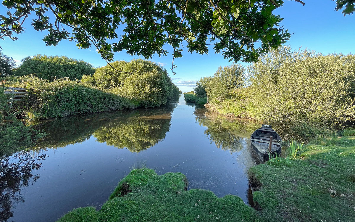Parc naturel régional de Brière : une épidémie meurtrière frappe les oiseaux du marais