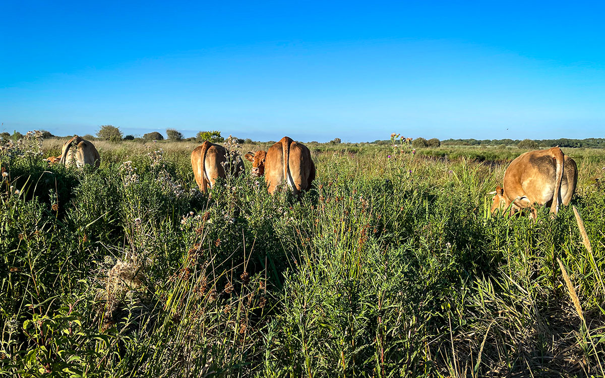 La Brière devient Réserve de biosphère de l’UNESCO