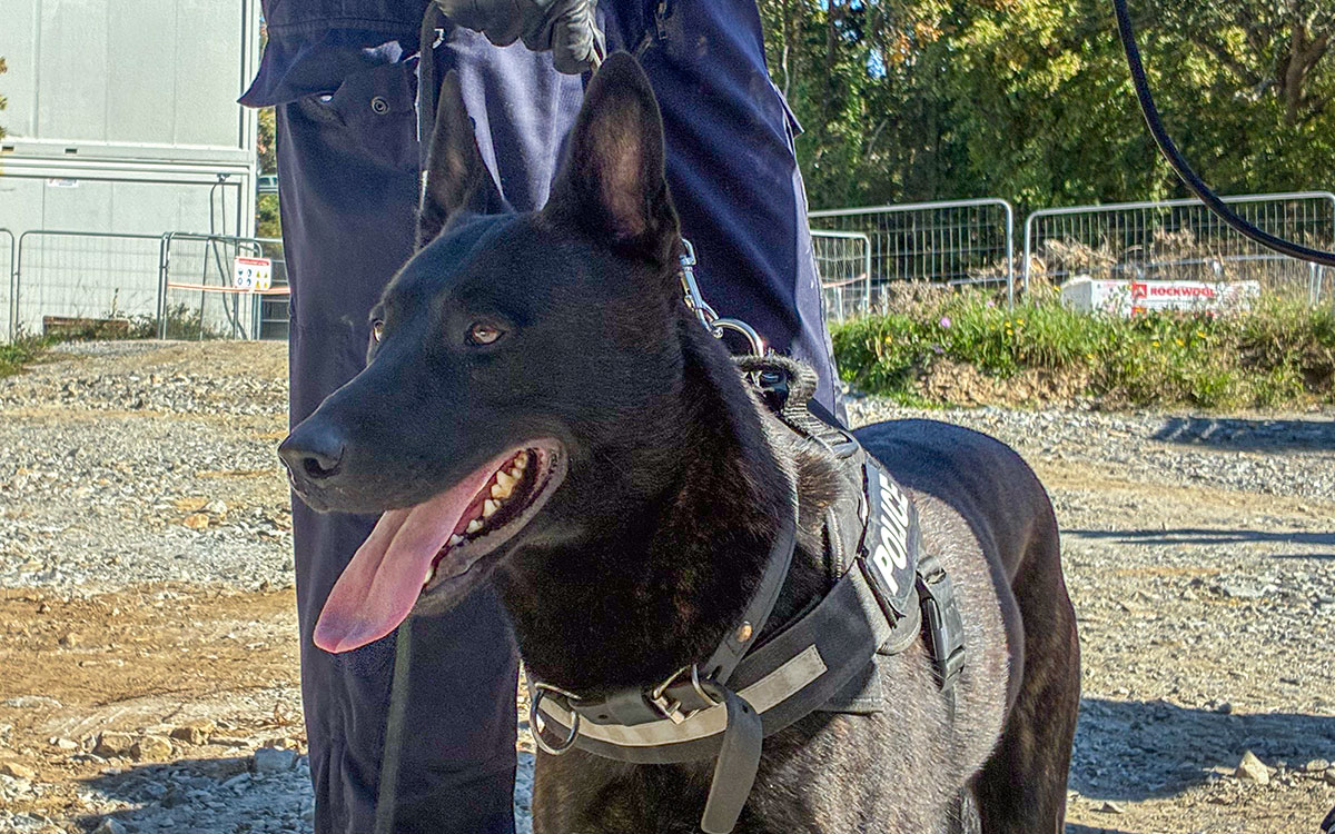 Saint-Nazaire : le flair du “chien stups” mène à 2 interpellations à la Trébale