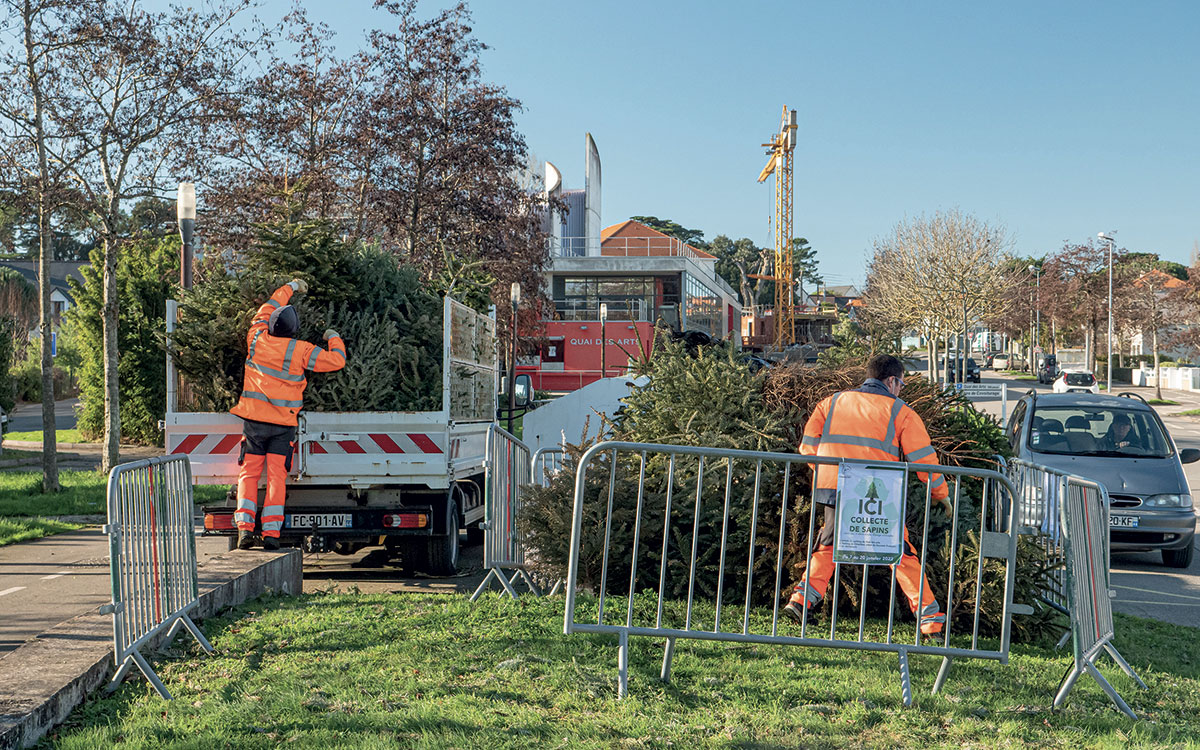 Pornichet : des sapins de Noël recyclés pour les parcs et les dunes