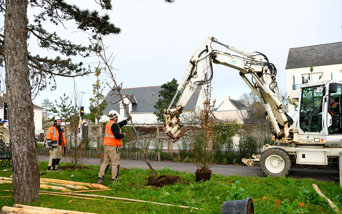 Saint-Nazaire : 600 arbres d’Italie viennent embellir l’entrée Ouest de la Ville