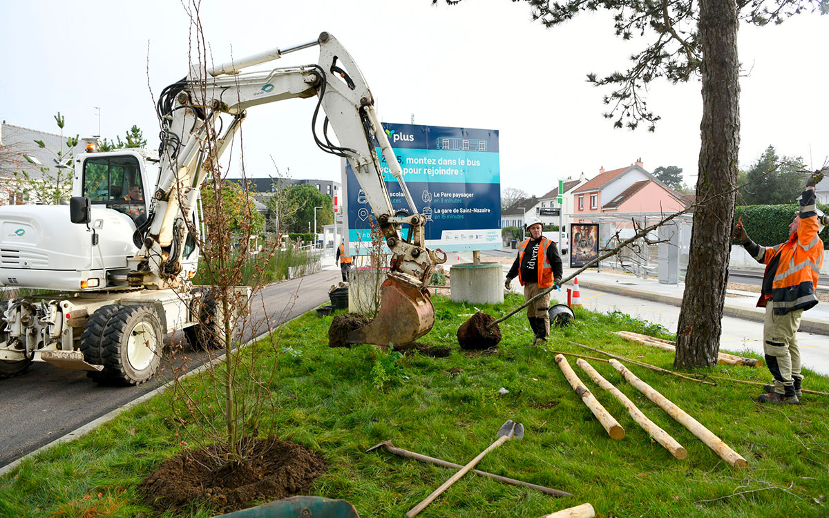 Saint-Nazaire : 600 arbres d’Italie viennent embellir l’entrée Ouest de la Ville