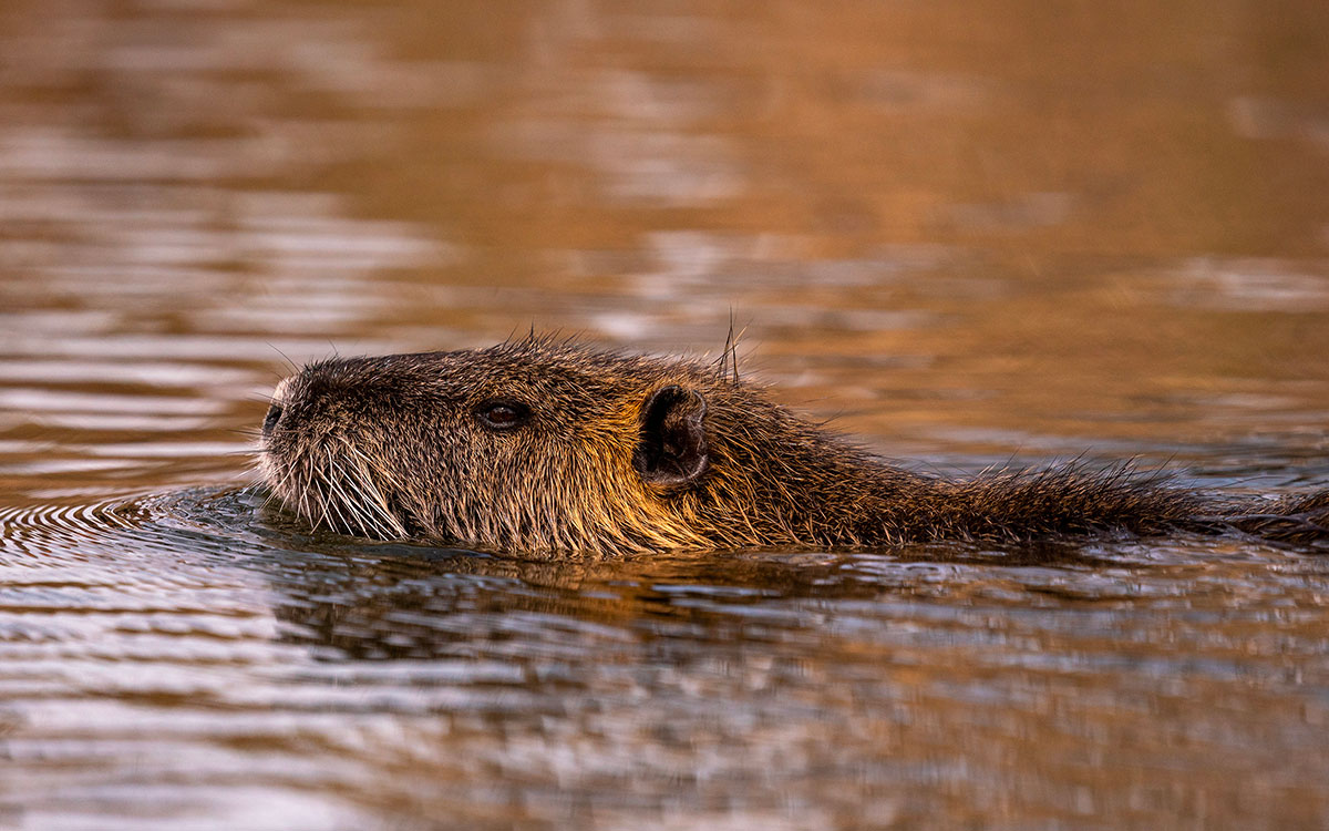 Pornichet : des pièges pour ragondins installés autour des mares