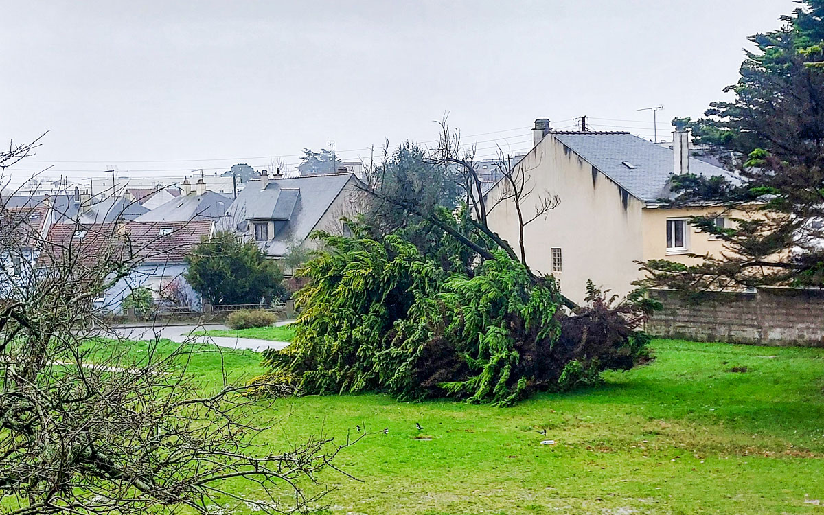 La photo du jour : un arbre couché par le vent à Saint-Nazaire