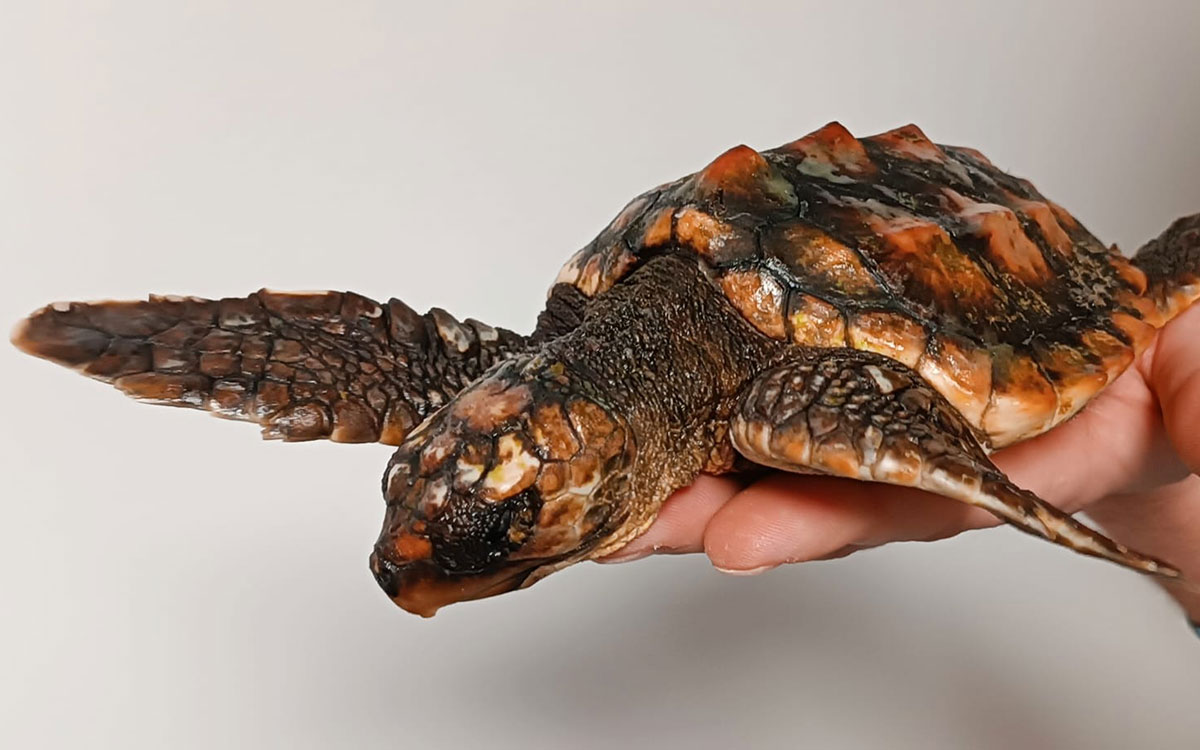 La Turballe : une tortue caouanne recueillie après un échouage sur la plage de Pen Bron