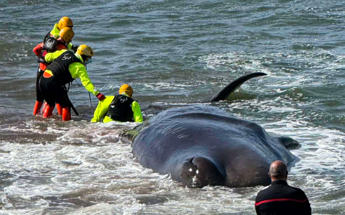 À Préfailles, les sapeurs-pompiers ont tenté en vain de sauver un cachalot échoué