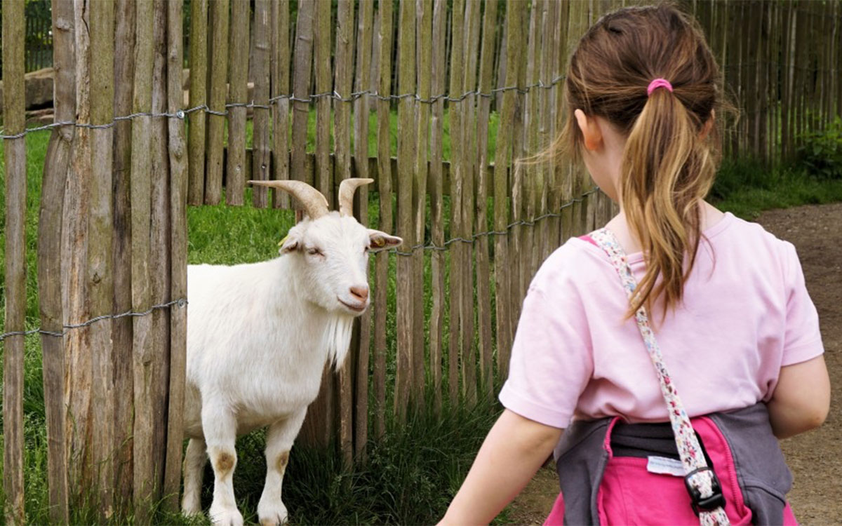 Trignac : la fête de la Dis Vert Cité célèbre la nature en grand format ce samedi