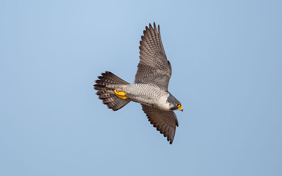 À La Baule, les rapaces entrent en lice contre les goélands de l’avenue De Gaulle