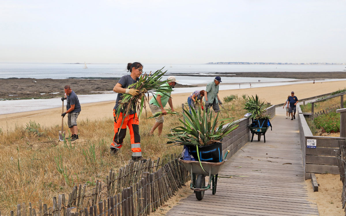 Pornichet : habitants et agents se retroussent les manches pour préserver les dunes