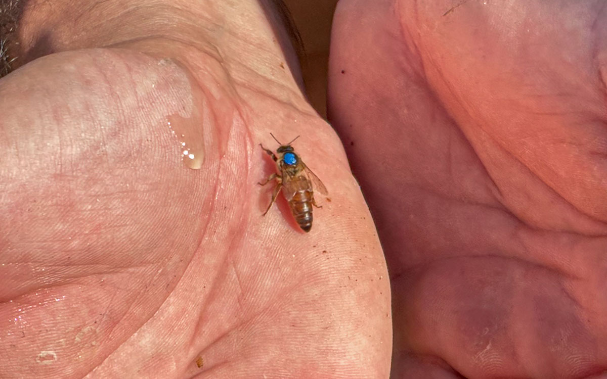 Trignac : sur le toit d’Auchan, des abeilles produisent le miel le plus local qui soit