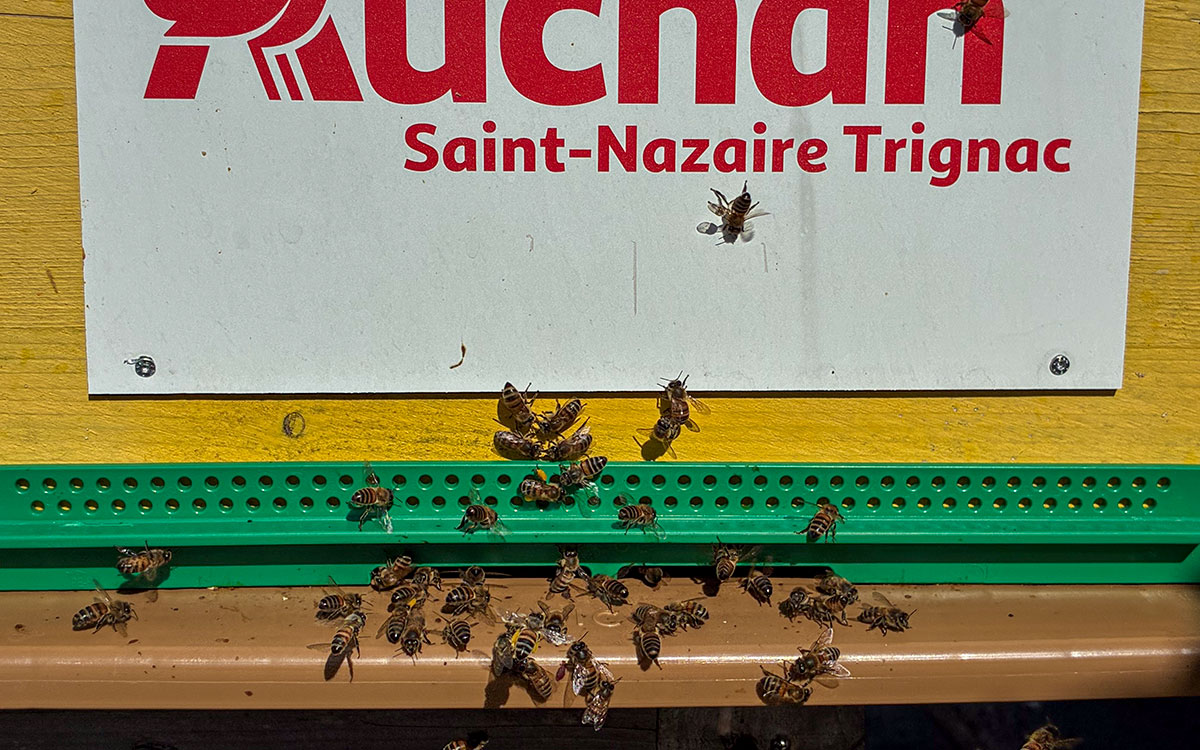Trignac : sur le toit d’Auchan, des abeilles produisent le miel le plus local qui soit