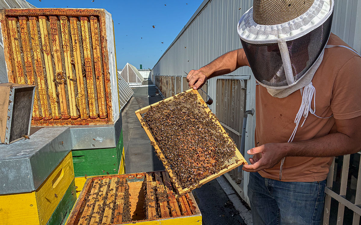 Trignac : sur le toit d’Auchan, des abeilles produisent le miel le plus local qui soit