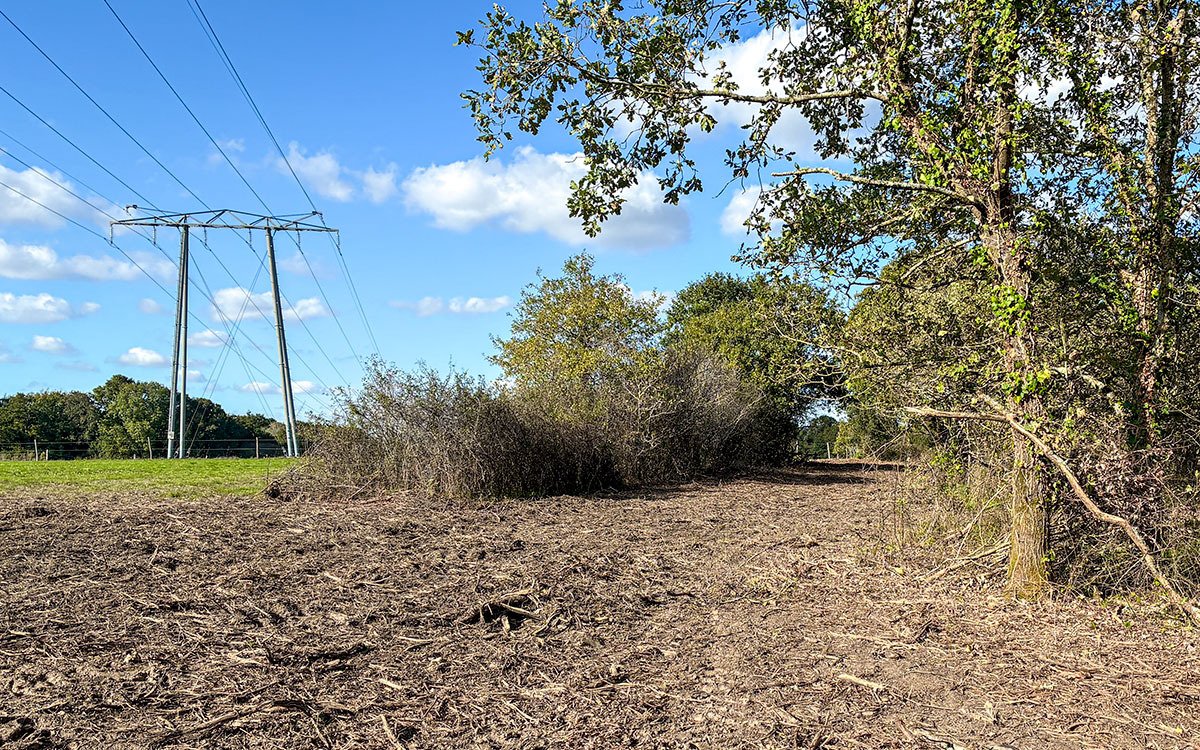 Saint-Nazaire : Natur-Action alerte sur la coupe de 50 chênes à l’Immaculée
