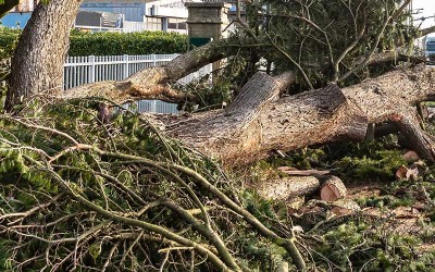 Tempête Gérard : une toiture détruite par la chute d’un pin à Saint-Brévin