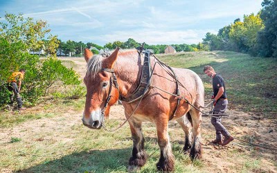 À Pornichet, le valeureux Topaze prend bien soin de la Dune Grise