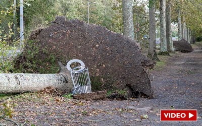 Tempête Ciaran à Saint-Nazaire : des chutes d’arbres imposants au Bois Joalland