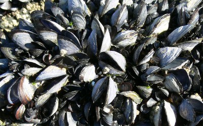 De Mesquer à La Turballe : fermeture de la pêche aux coquillages