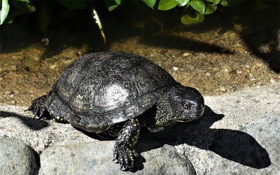Loire-Atlantique : des chasseurs et un maire sauvent une tortue menacée de disparition
