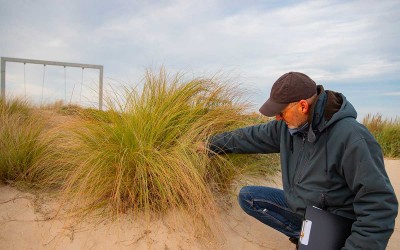 Pornichet : cette plante venue d’Afrique menace la dune du port d’échouage