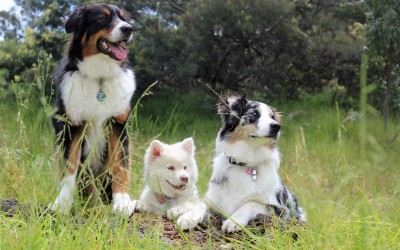 Pornichet : création d’un parc pour chiens près de l’hippodrome