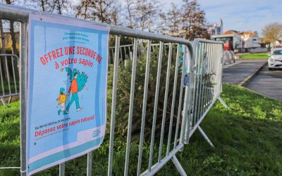 Pornichet : des sapins de Noël pour renforcer les dunes des plages